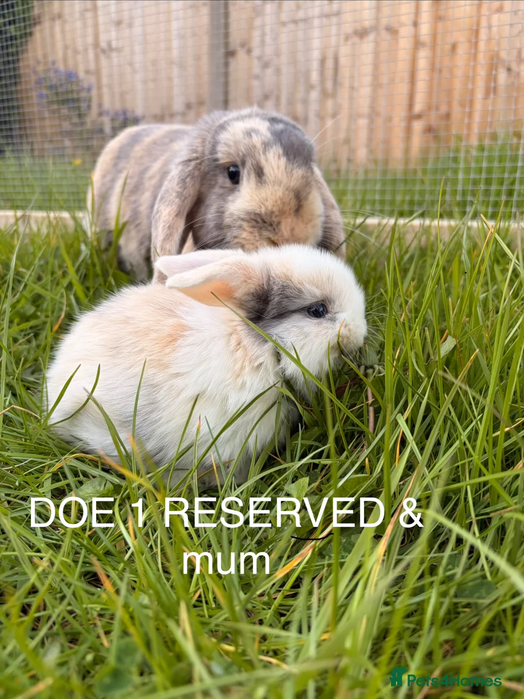 Mini Lop rabbits for sale: Mini lop baby bunnies in Wirral - Advert 2