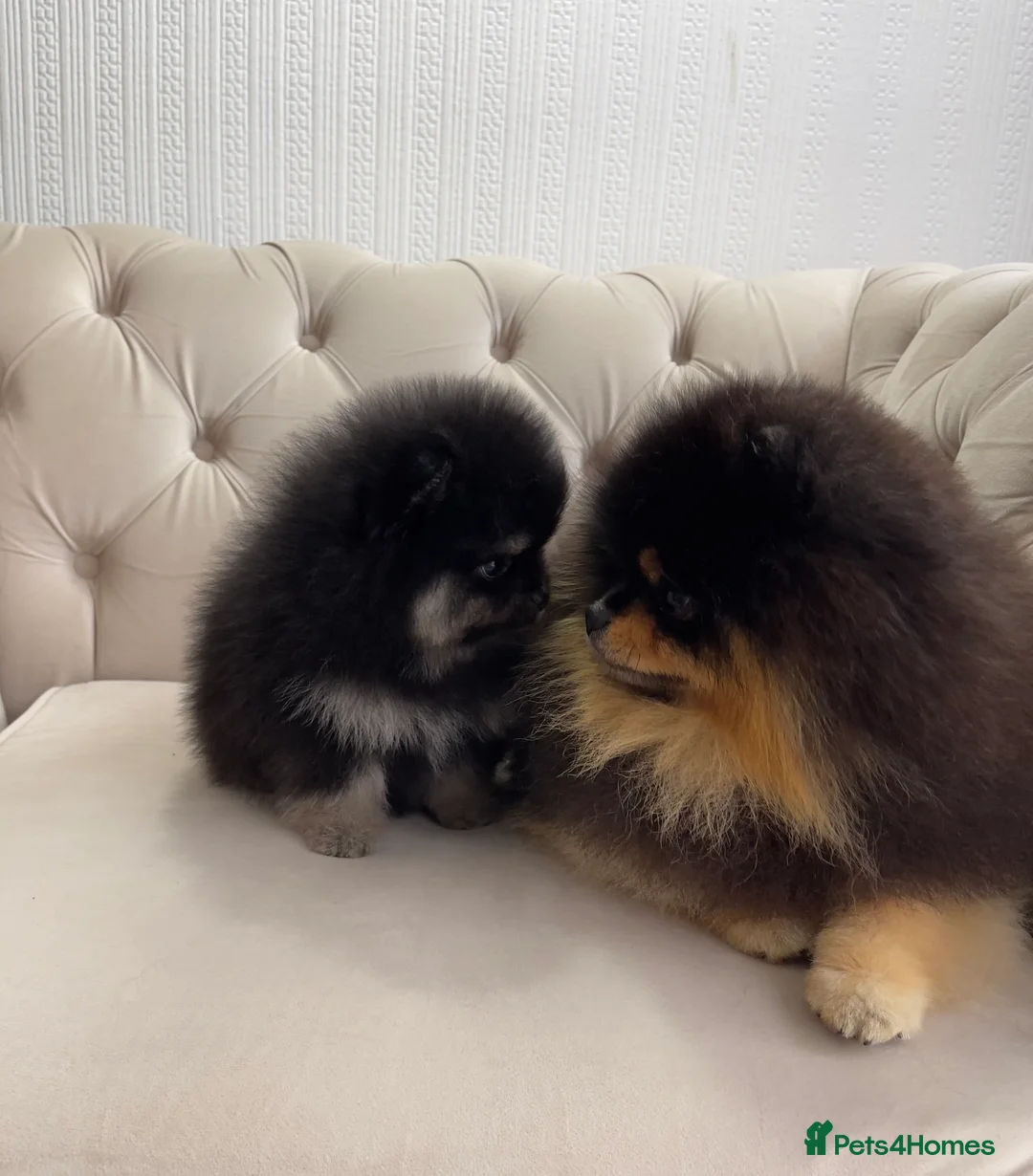 Pomeranian dogs for stud: Pomeranian Gentleman Available for Stud 🐾 - Advert 20