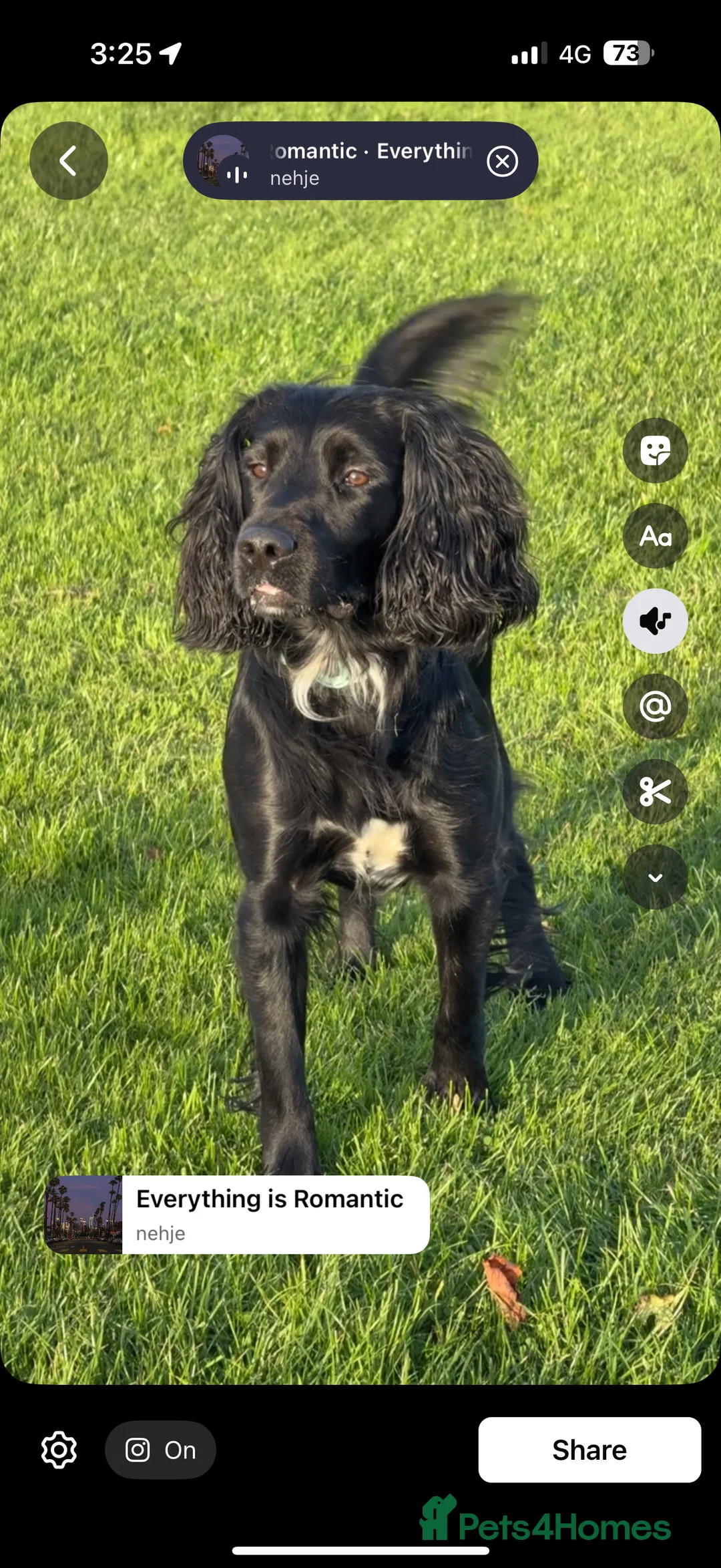 Sprocker dogs for stud: Arlo 2.5 years  in Wirral - Advert 2