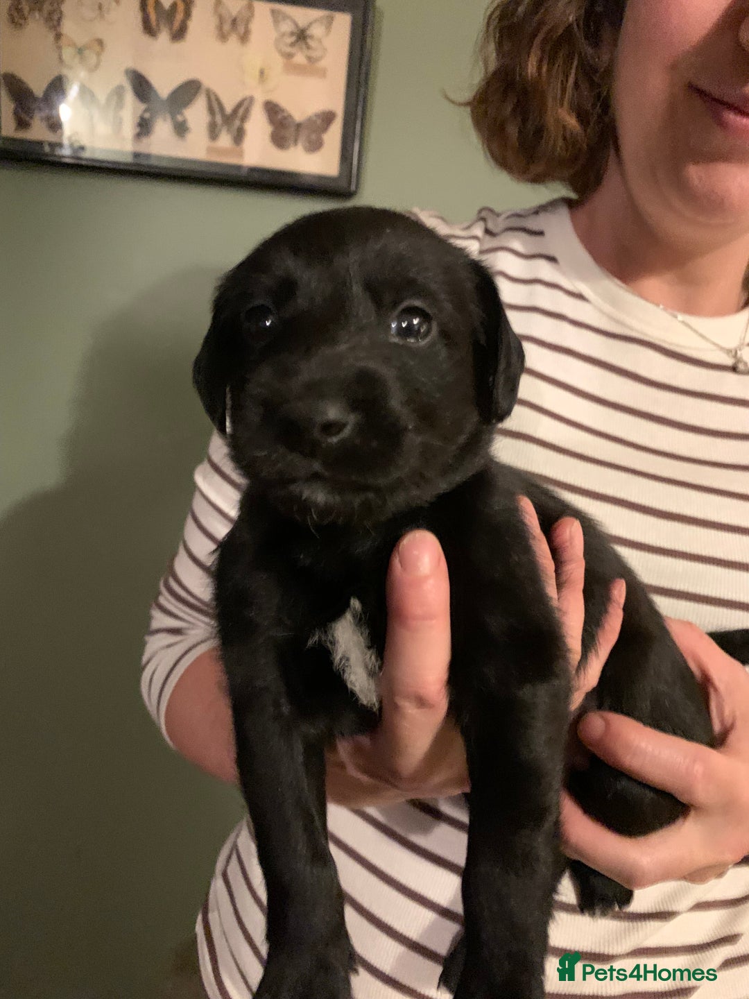 Mixed Breed dogs for sale: Labrador mix - Advert 1
