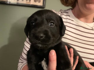 Mixed Breed dogs Labrador mix - Advert 6