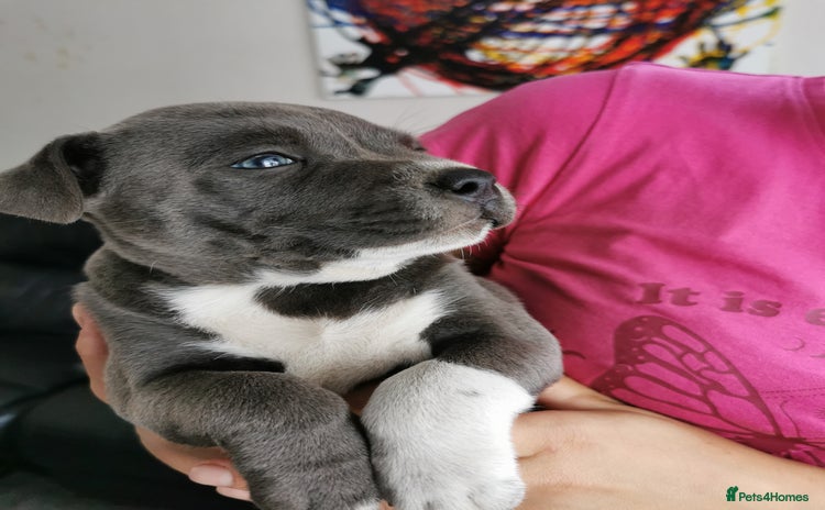 Staffordshire Bull Terrier dogs - Advert 9