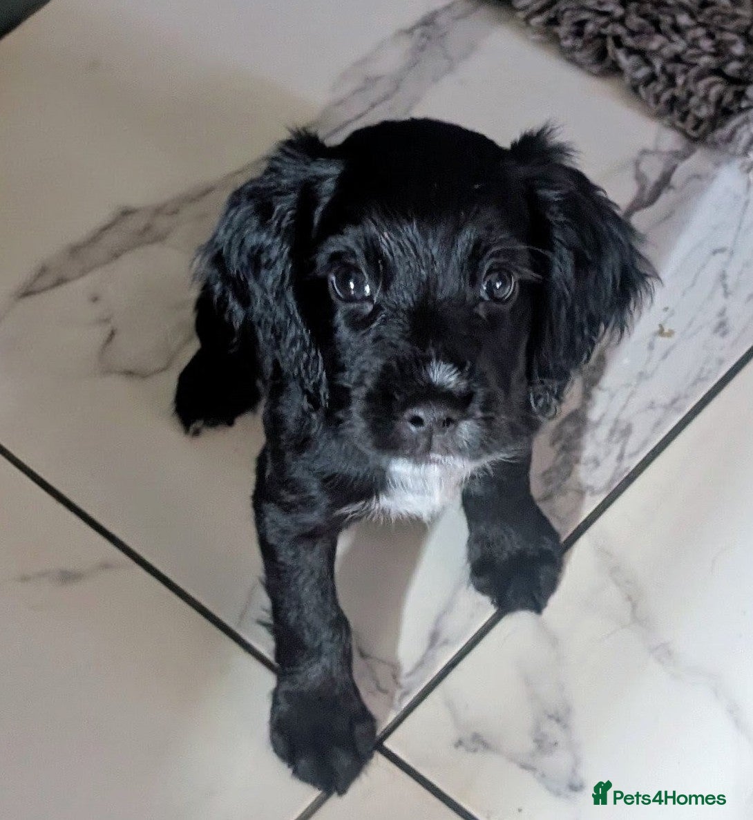 Sprocker dogs Sprocker pups for sale - Advert 2