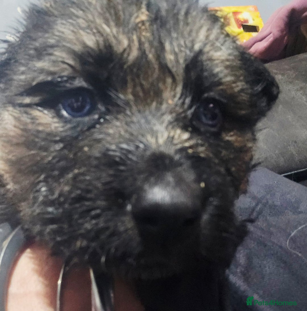 Shepsky dogs for sale: Shepsky puppies looking for forever home - Advert 9