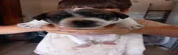 Jack Russell dogs for sale: 3x boys available  - Advert 2