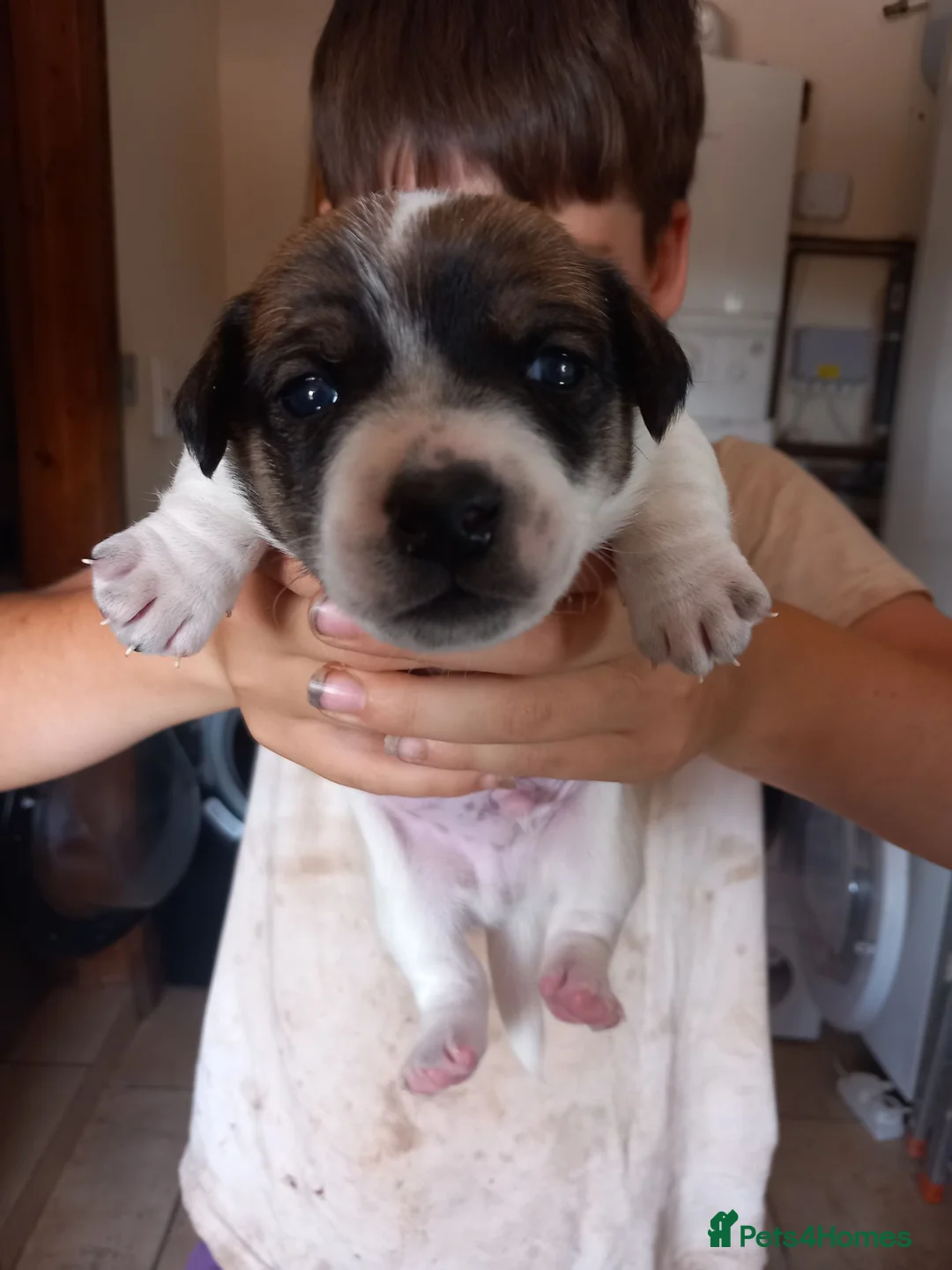 Jack Russell dogs for sale: 3x boys available  - Advert 2