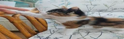 Mixed Breed cats for sale: Cute Calico Girl Kitten 8 Weeks Playful Friendly  - Advert 2