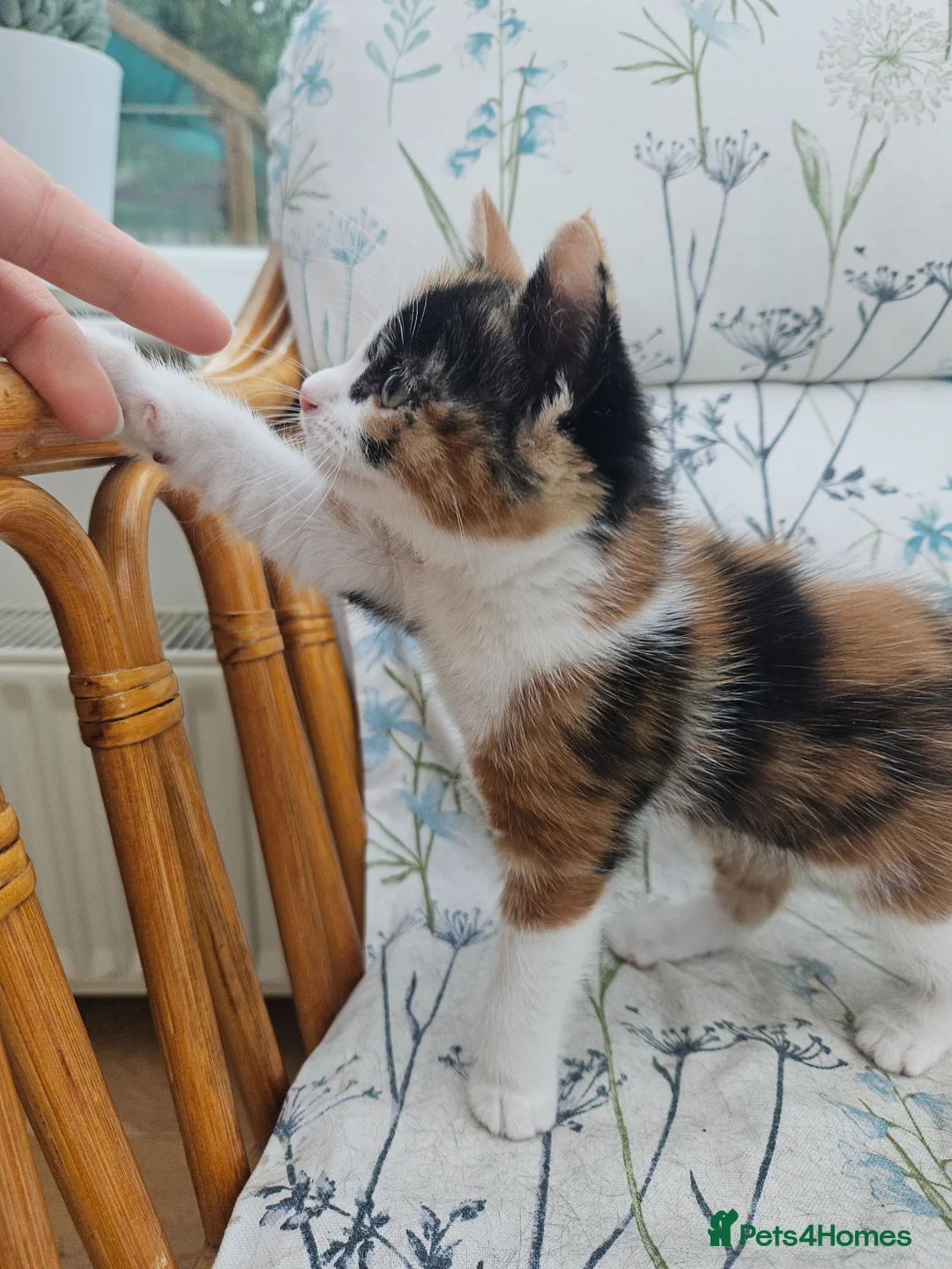 Mixed Breed cats for sale: Cute Calico Girl Kitten 8 Weeks Playful Friendly  - Advert 2