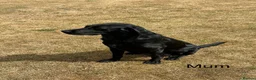 Labrador Retriever dogs for sale: * KC Reg Health Tested Puppies *  - Advert 29
