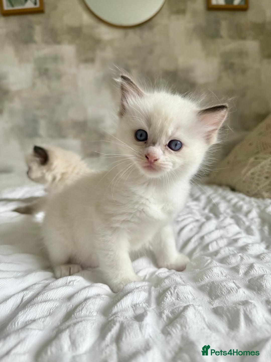 Ragdoll cats for sale: 🌸 Beautiful Purebred Ragdoll Kittens 🌸 - Image 6