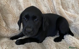 Labrador Retriever dogs for sale: Adorable Labrador puppies - Image 8