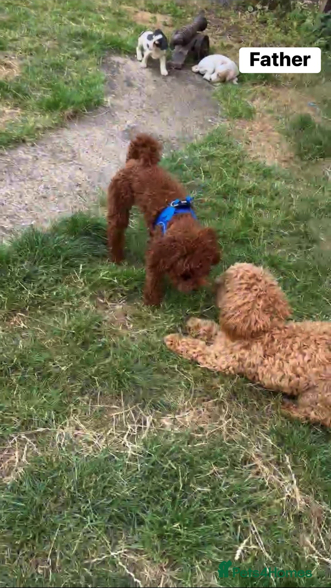 Poochon dogs Poochon Puppies for Sale - Advert 2