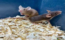 Mouse rodents for sale: Fancy Mice - Standard, Rex, Double Rex (Hairless)  - Image 12
