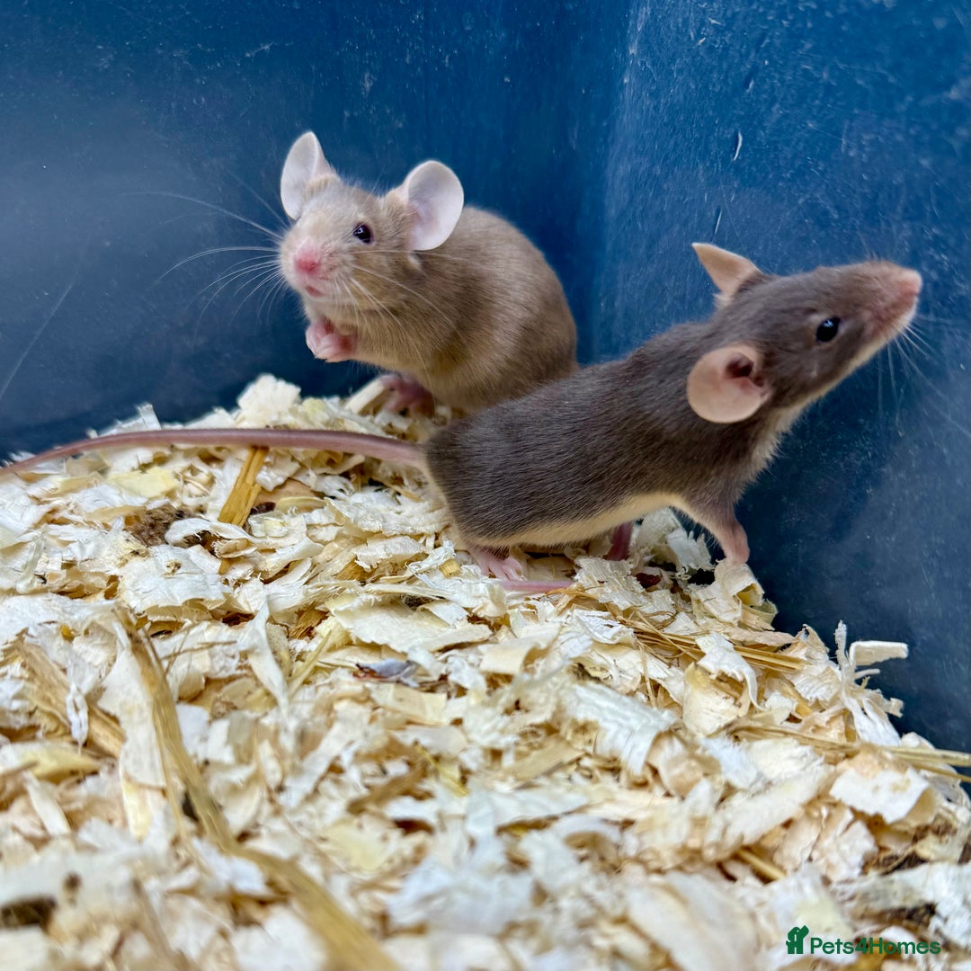 Mouse rodents for sale: Fancy Mice - Standard, Rex, Double Rex (Hairless)  - Image 12
