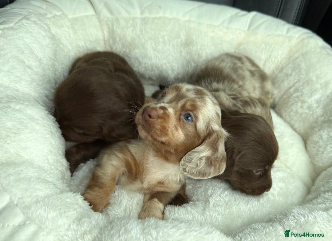 Miniature Dachshund dogs for sale: Isabella-choco long&short hair miniature dachshund - Image 14