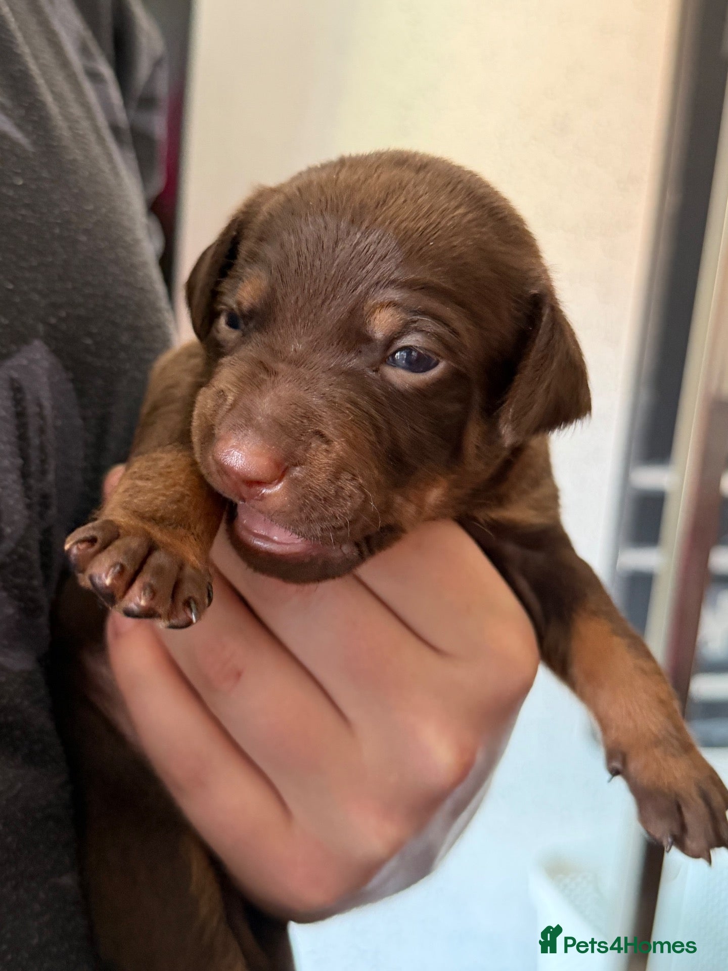 Mexican Hairless dogs NEW intermediate coated pups only . - Advert 2