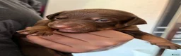 Mexican Hairless dogs for sale: NEW intermediate naked boy 2000 read the advert. - Advert 18