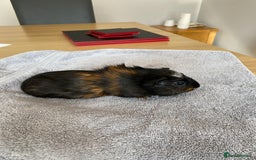Guinea Pig rodents for sale: Crested Tri Colour Male Guinea Pig - Image 2