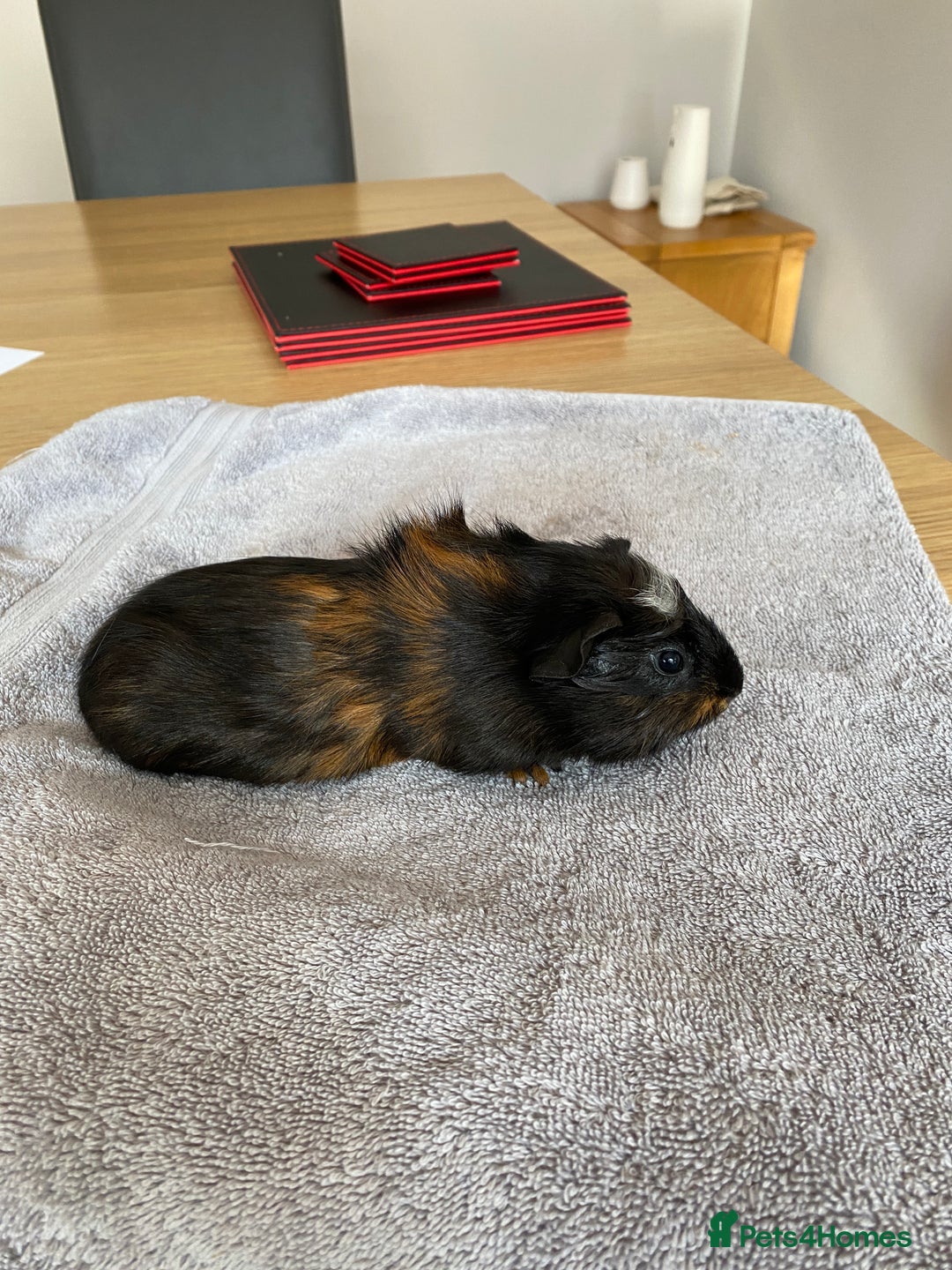 Guinea Pig rodents for sale: Crested Tri Colour Male Guinea Pig - Image 2
