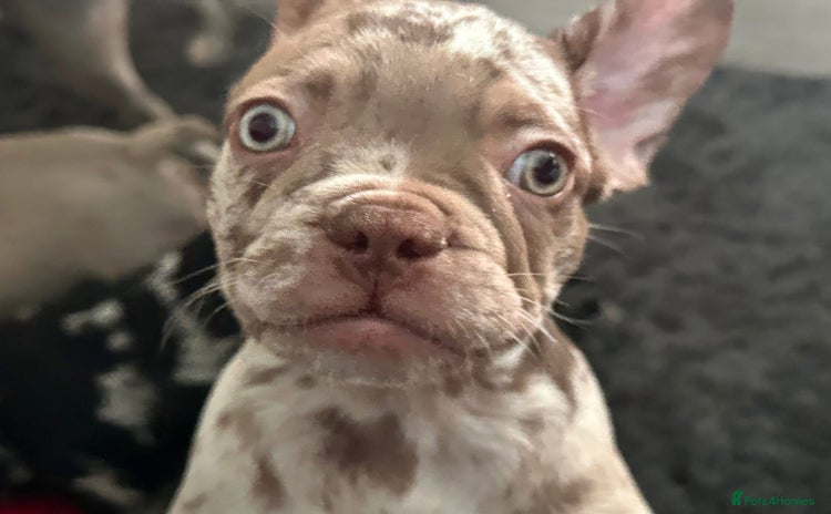 French Bulldog dogs - Advert 2