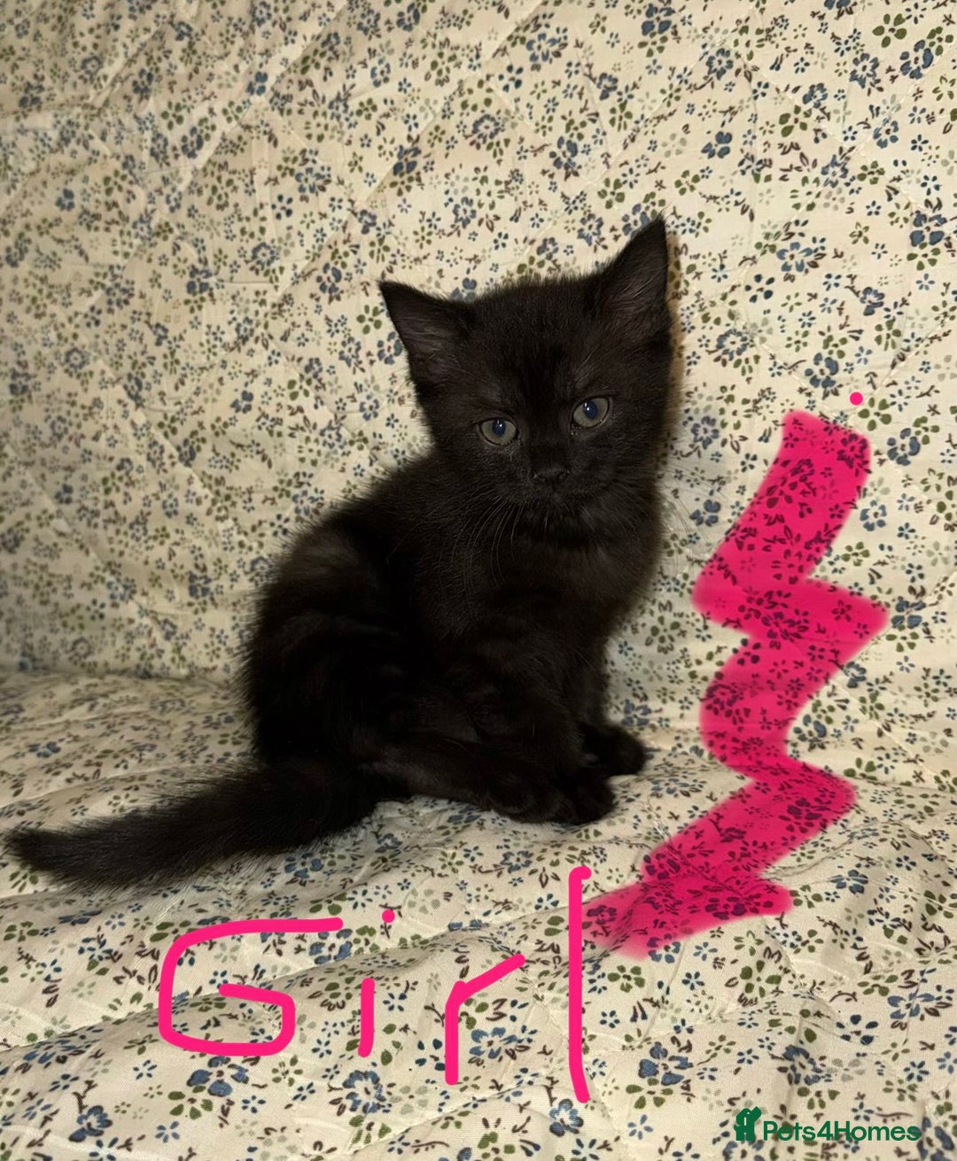 Mixed Breed cats for sale: Kittens 🐈‍⬛  - Advert 4