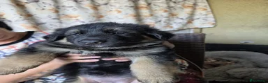 German Shepherd 5