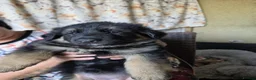 German Shepherd dogs for sale: German shepherd pups - Advert 2