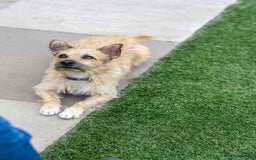 Mixed Breed dogs for adoption: Livvy - Image 16