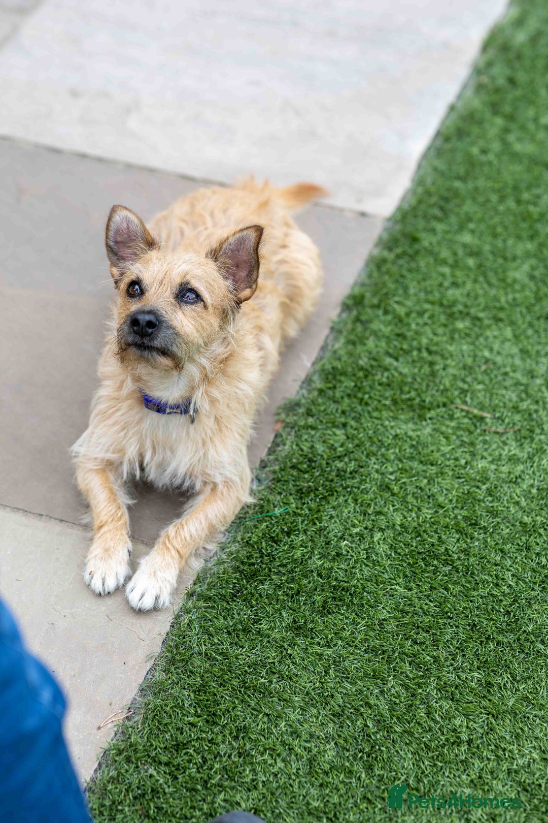 Mixed Breed dogs for adoption: Livvy - Image 16