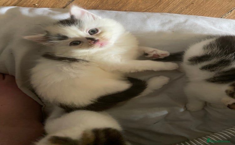 Maine Coon cats - Advert 3