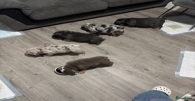 English Bulldog dogs LAST 3 READY NOW DELIVERY NATIONWIDE - Advert 16