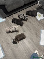 English Bulldog dogs LAST 3 READY NOW DELIVERY NATIONWIDE - Advert 16