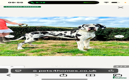 Great Dane dogs for sale: ⭐️ kc reg Harliquin male looking for new home ⭐️ - Image 2