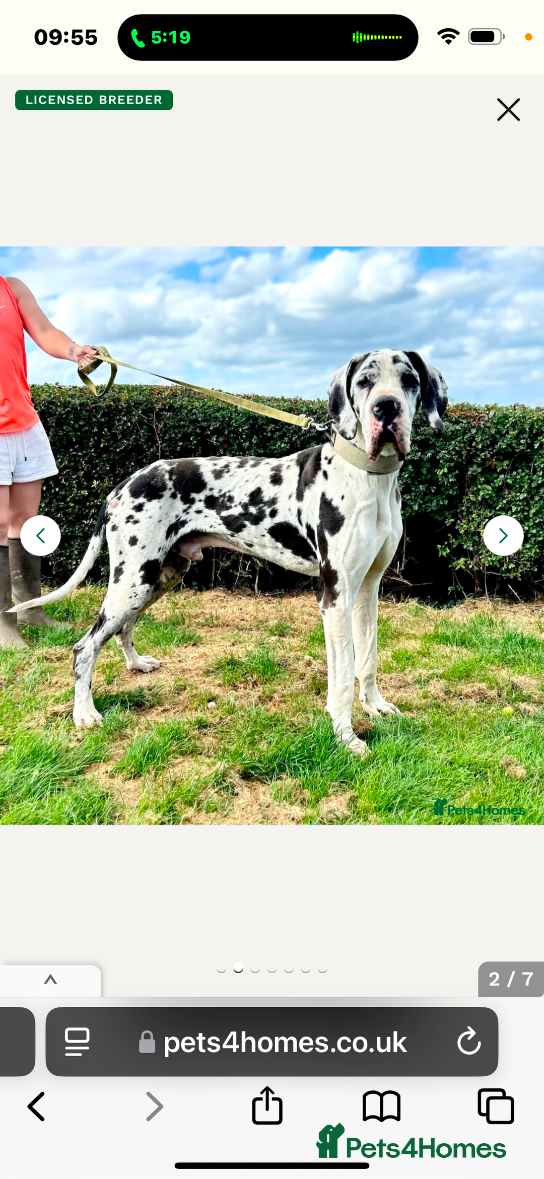 Great Dane dogs for sale: ⭐️ kc reg Harliquin male looking for new home ⭐️ - Image 2