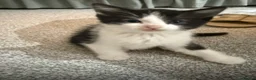 Ragdoll cats for sale: One Tabby and a Ragdoll  - Advert 3