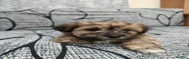 Scrappy-Doo