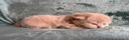 British Shorthair cats for sale: British Shorthair Kittens  - Advert 3