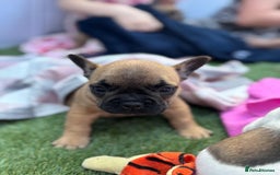 French Bulldog dogs for sale: French bulldog puppies - Image 8