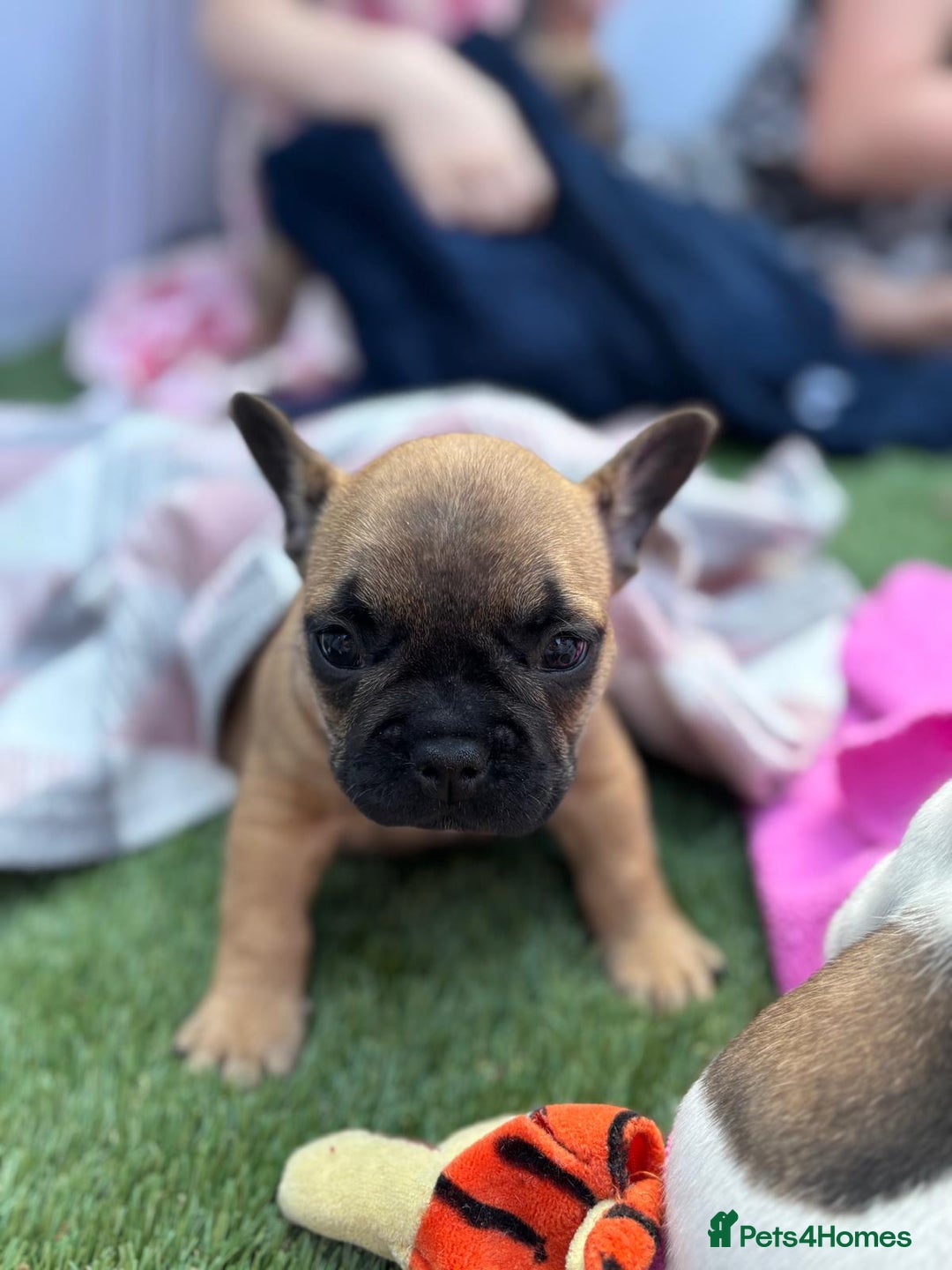 French Bulldog dogs for sale: French bulldog puppies - Image 8
