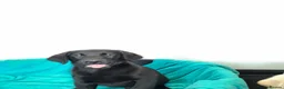 Labrador Retriever dogs for sale: Gorgeous Labrador puppies  - Advert 2