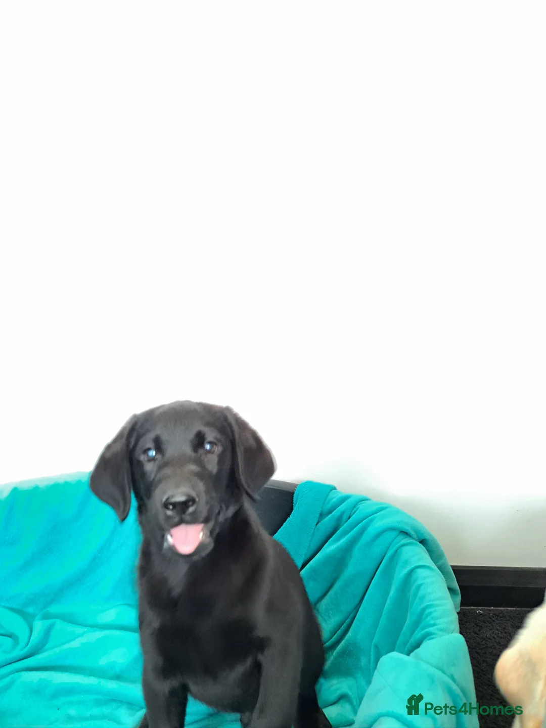 Labrador Retriever dogs for sale: Gorgeous Labrador puppies  - Advert 2