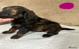 Cockapoo dogs for sale: Outstanding Cockapoos Puppies. 4 boys💙 2 girls 💗 - Image 32