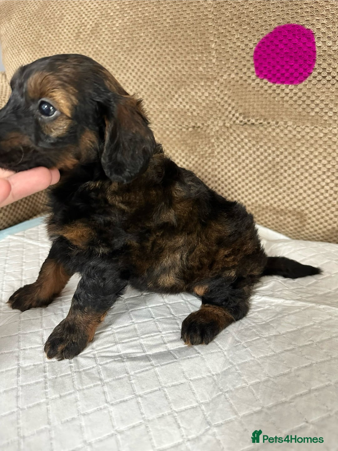 Cockapoo dogs for sale: Outstanding Cockapoos Puppies. 4 boys💙 2 girls 💗 - Image 32