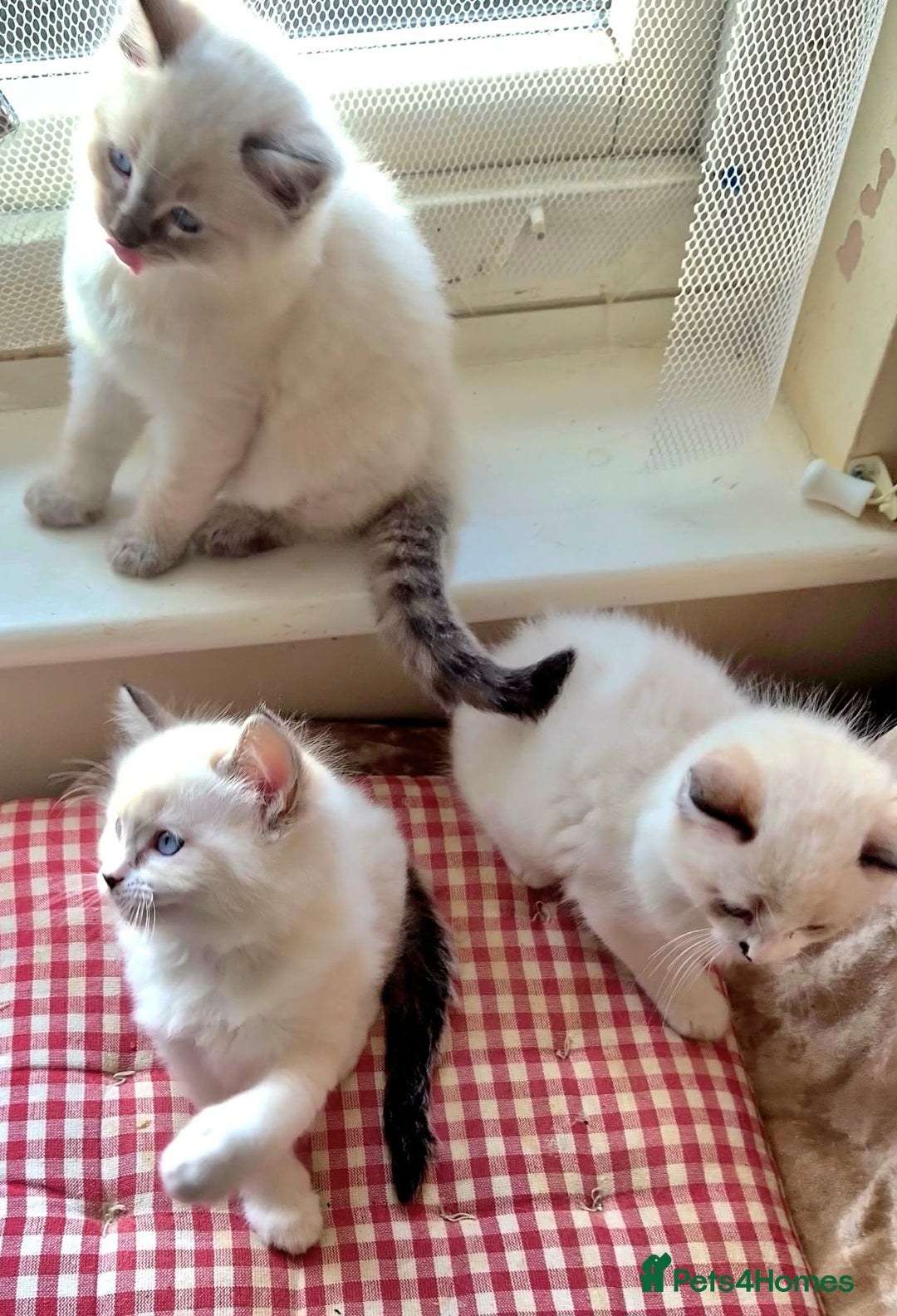 Ragdoll cats for sale: Ragdoll kittens - Advert 5