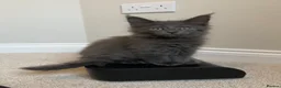 Maine Coon cats for sale: GCCF/Russian Champions BLUE SMOKE Kitten - Advert 2