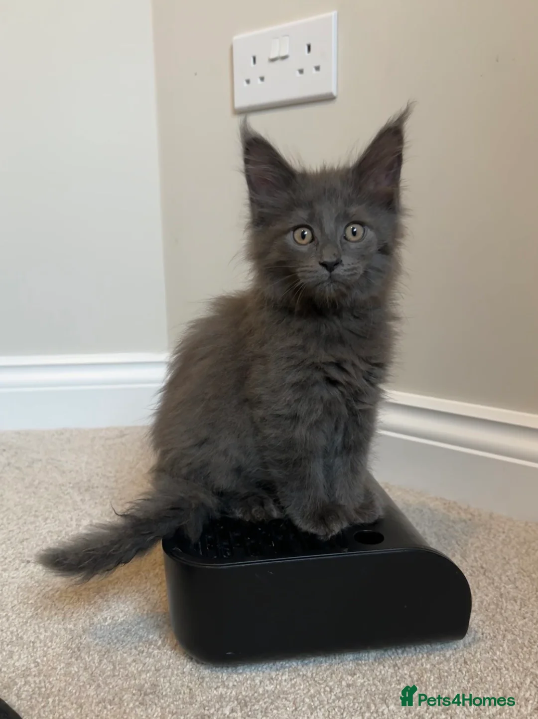 Maine Coon cats for sale: GCCF/Russian Champions BLUE SMOKE Kitten - Advert 2