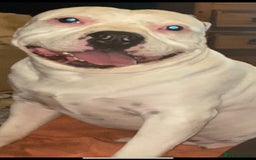 Staffordshire Bull Terrier dogs for stud: White Male Staffy for Stud (Free) - Image 19