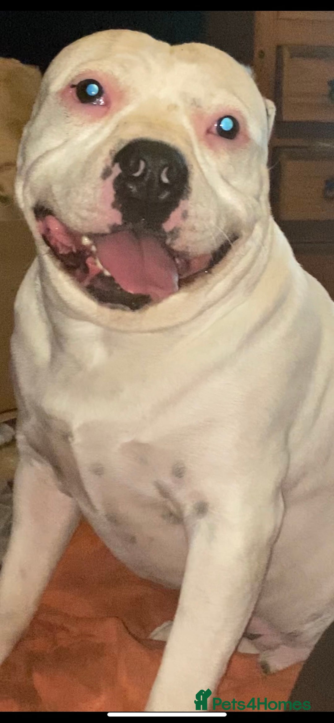 Staffordshire Bull Terrier dogs for stud: White Male Staffy for Stud (Free) - Image 19