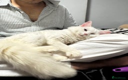 Persian cats for sale: Sell post - Image 5