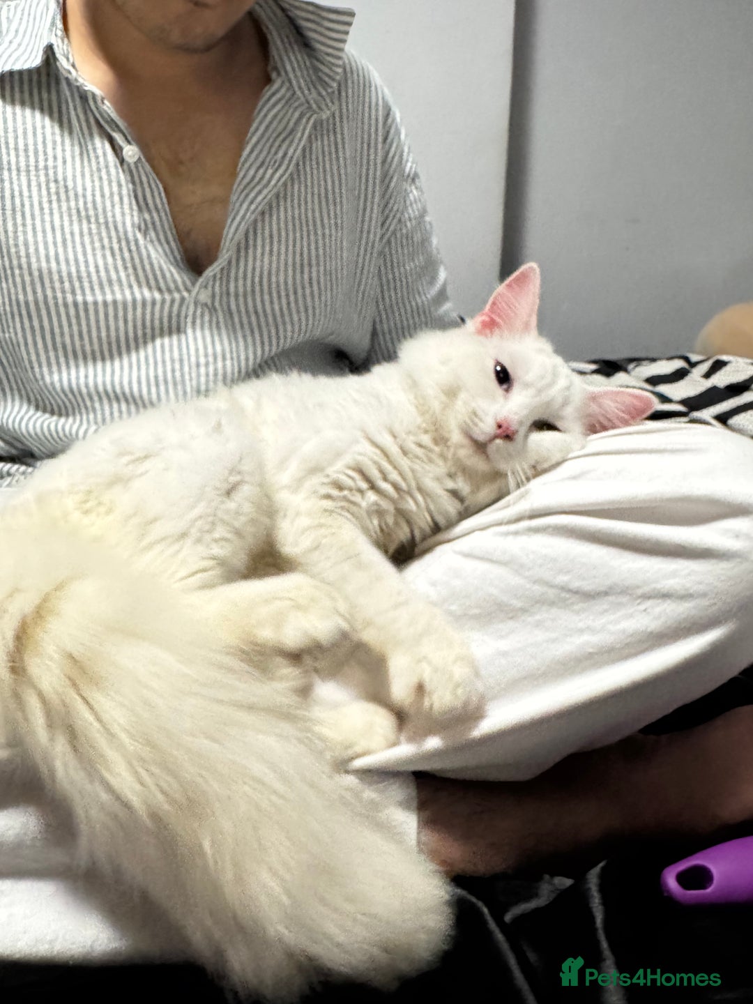 Persian cats for sale: Sell post - Image 5